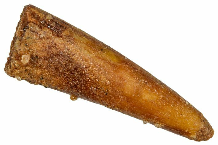 Fossil Pterosaur (Siroccopteryx) Tooth - Morocco #274244